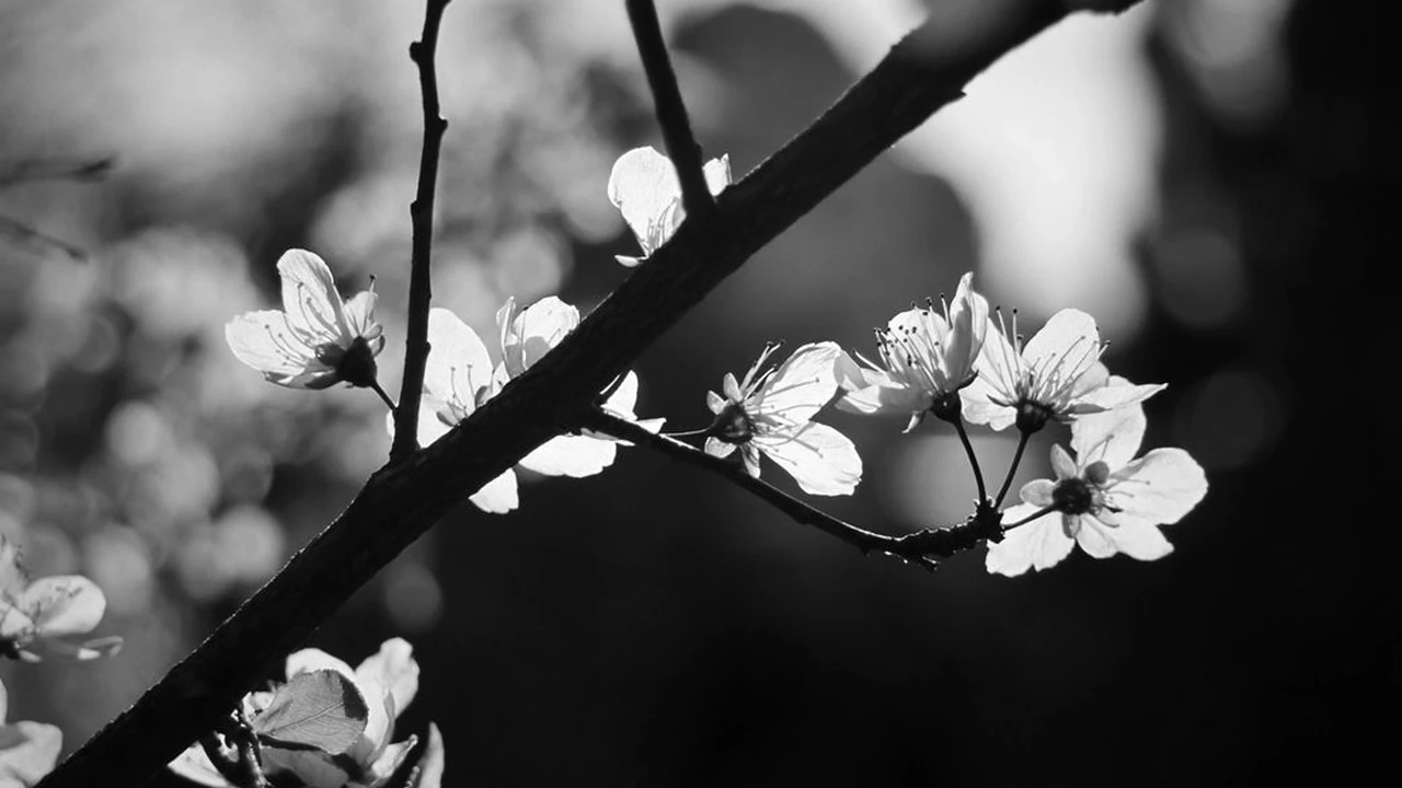 日本xxxx18高清hd观看指南平台选择与使用方法