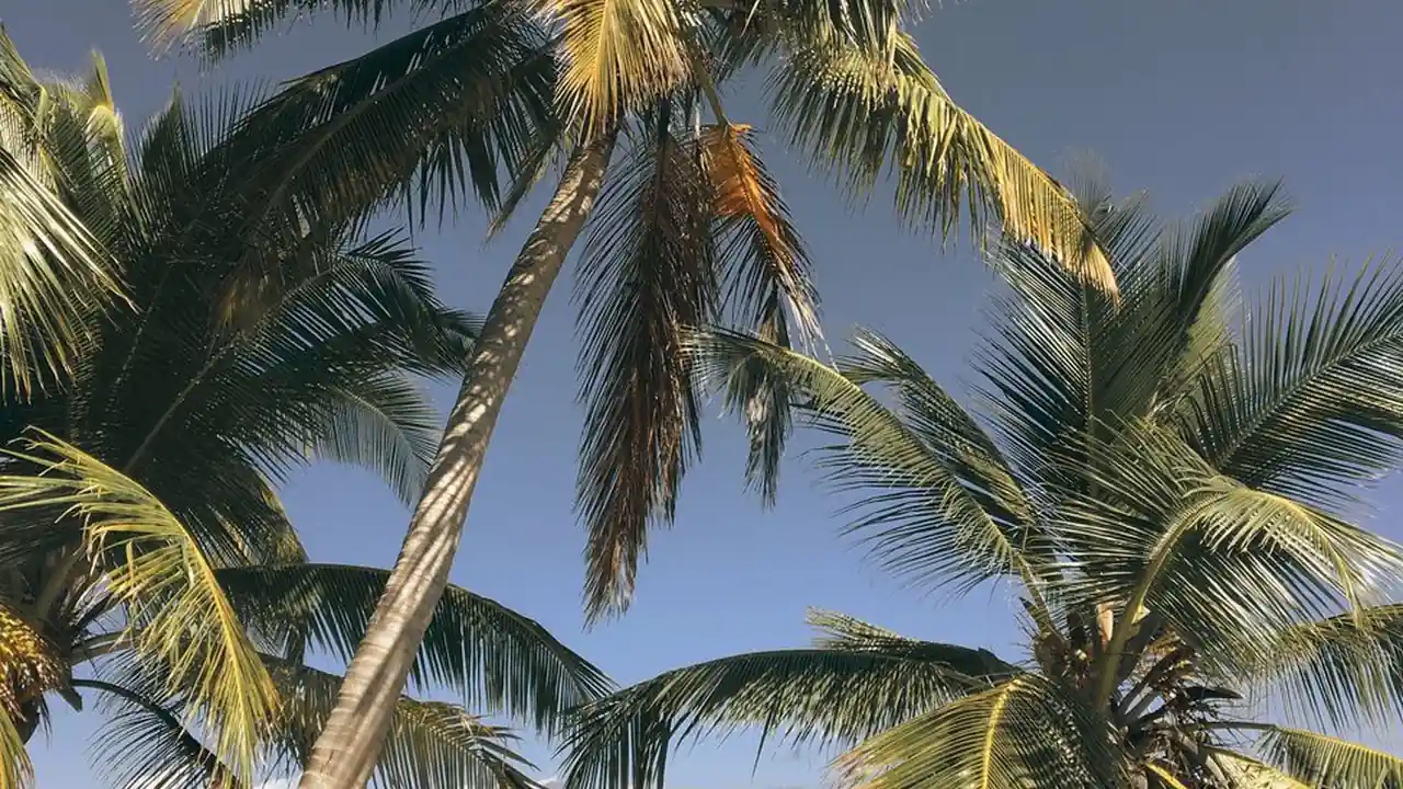 陈玉玲头像